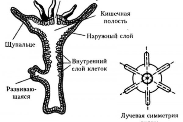 Кракен упал